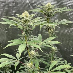 only1sky-grow-with-medic-grow-fold-8-day-35-into-flower-3.jpg