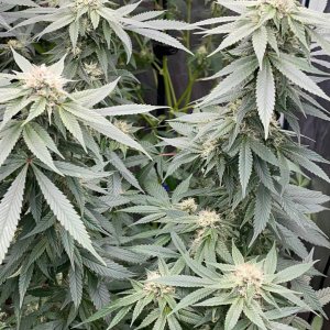 only1sky-grow-with-medic-grow-fold-8-day-35-into-flower-4.jpg