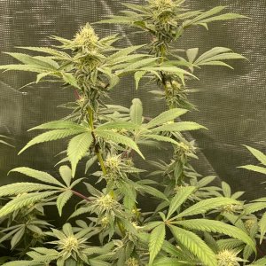 only1sky-grow-with-medic-grow-fold-8-day-35-into-flower-6.jpg