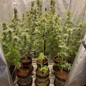 only1sky-grow-with-medic-grow-fold-8-day-43-into-flower.jpg