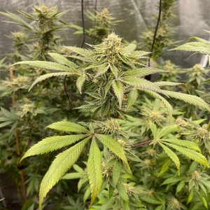 only1sky-grow-with-medic-grow-fold-8-day-43-into-flower-2.jpg