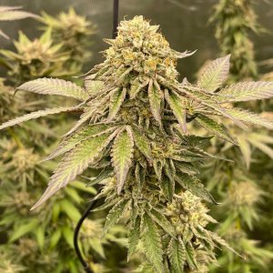 only1sky-grow-with-medic-grow-fold-8-day-56-into-flower-1.jpg