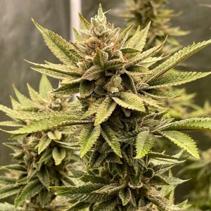 only1sky-grow-with-medic-grow-fold-8-day-56-into-flower-2.jpg