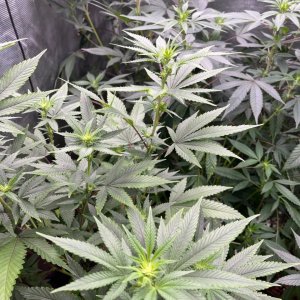 only1sky-grow-with-medic-grow-fold-8-into-flower-1.jpg