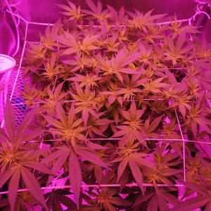 Jack Herer - d1 flowering -