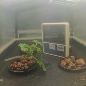 Jack Herer clone - d14 - potted?