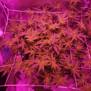 Jack Herer - d3 flowering - top