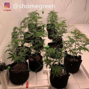 grow-with-medic-grow-fold8-shomegreen-20211006.jpg