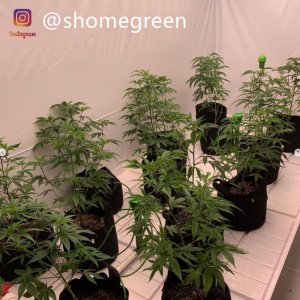 grow-with-medic-grow-fold8-shomegreen-20211006-1.jpg