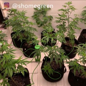 grow-with-medic-grow-fold8-shomegreen-20211006-2.jpg