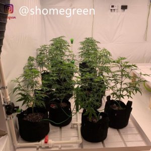 grow-with-medic-grow-fold8-shomegreen-20211008.jpg