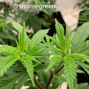 grow-with-medic-grow-fold8-shomegreen-20211008-1.jpg