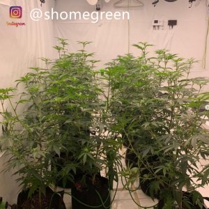 grow-with-medic-grow-fold8-shomegreen-20211019.jpg