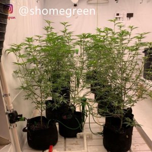 grow-with-medic-grow-fold8-shomegreen-20211021.jpg