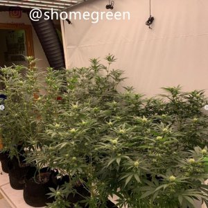 grow-with-medic-grow-fold8-shomegreen-20211023-1.jpg