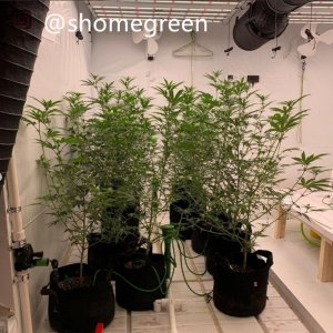 grow-with-medic-grow-fold8-shomegreen-20211023-2.jpg