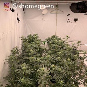 grow-with-medic-grow-fold8-shomegreen-20211026.jpg