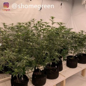 grow-with-medic-grow-fold8-shomegreen-20211026-1.jpg