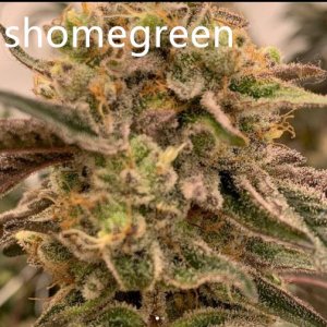 grow-with-medic-grow-fold8-shomegreen-20211122.jpg