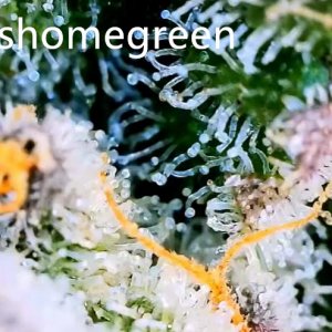 grow-with-medic-grow-fold8-shomegreen-20211122-1.jpg