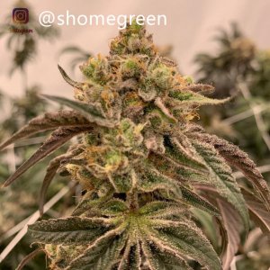 grow-with-medic-grow-fold8-shomegreen-20211124.jpg