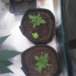 Peppermint Kush (f) Blueberry (b)