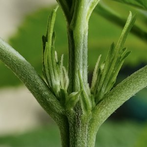 Mulanje #2 (showing pistils, female)