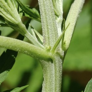 Mulanje male node closeup, Chrimbo