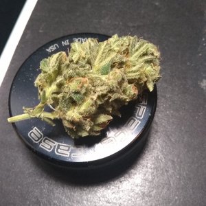 Bubba Kush tester