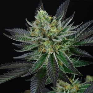 capri-zun-feminized-weedseeds-the-perfect-tree.jpg