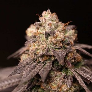 lemon-curd-perfecttree-weedseeds-marijuana.jpg