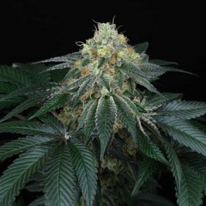 peach-lassi-regular-weedseeds-cannabissamen.jpg