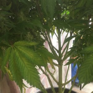 White Widow subcanopy setup