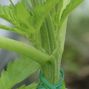 Honduras/Panama x Purple Honduras - Gender checking node close up