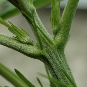 Malawi/Ethiopian x Mulanje - Gender checking node close up