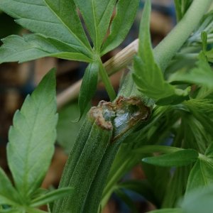 Honduras/Panama x Purple Honduras showing limb damage