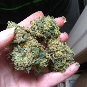 Chemdawg