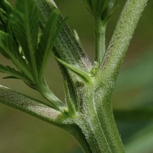 Mulanje male - node closeup