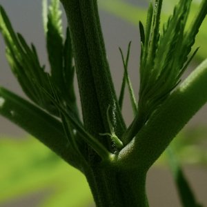 Malawi/Ethiopian x Mulanje, newly showing pistils