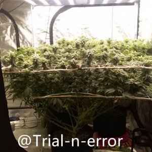 grow-with-medic-grow-fold-8-trial.jpg