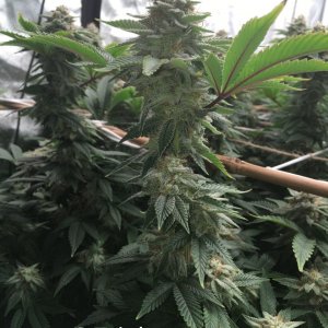 grow-with-medic-grow-fold-8-trial-1.jpg