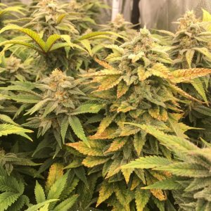 grow-with-medic-grow-fold-8-trial-2.jpg