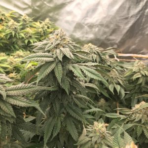 grow-with-medic-grow-fold-8-trial-3.jpg