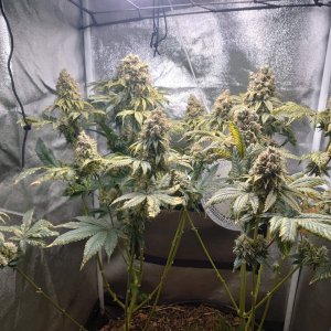 0126-ViparSpecta-P1000--15 week- harvest time.jpg