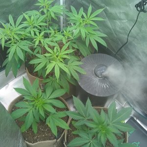 2x4 Mars Hydro tent