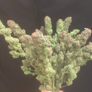 White Widow bouquet