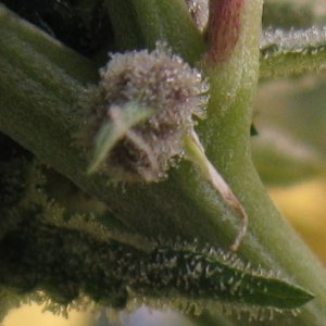 zombie calyx 1a.jpg