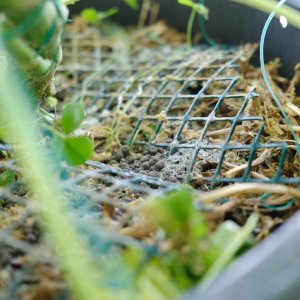 Dry topdressing amendments applied