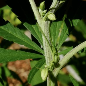 Mulanje male