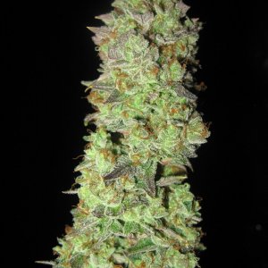 Tropicanna Banana _3249.jpg